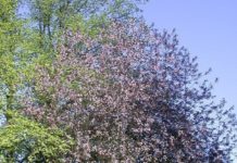 Prunus padus ’Colorata’ – hegg med rosa blomster