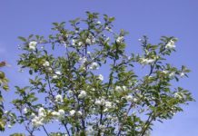 Prunus cerasus ’Rhexii’ – surkirsebærtrær utelukkende til pryd