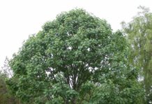 Populus x wilsocarpa ’Beloni’ – praktfull, men sart storbladpoppel