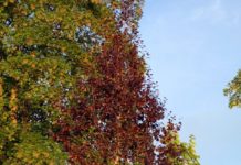 Betula pubescens ‘Rubra’ – dunbjørk med røde blader