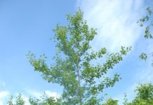 Alnus cordata – en italiener for kystnære områder