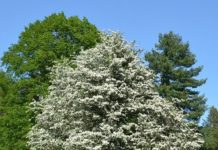 Crataegus monogyna – tradisjonell hegnplante som parkpryd