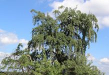 Elaeagnus angustifolia – et sjeldent treslag med potensial