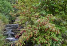 Euonymus planipes – dekorative trær for små uterom