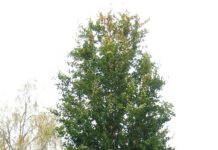 Fagus sylvatica ’Dawyck’ og ‘Dawyck Purple’ – bøk med slank krone
