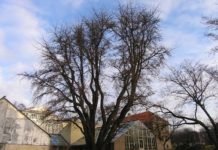 Ginkgo biloba – en gjenlevende fra tidlige tider