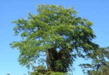 Gleditsia triacanthos – en nordamerikansk «akasie»