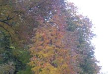 Fraxinus americana – hvitask har rødlige høstfarger