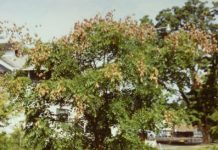 Koelreuteria paniculata – en virkelig eksotisk art