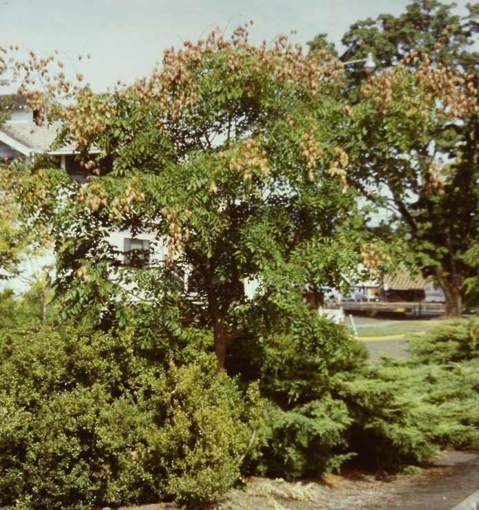 Koelreuteria_Oregonjustert