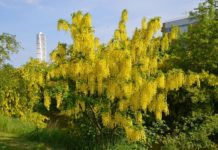 Laburnum x watereri ‘Vossii’ – gullregn med få fristende ertebelger