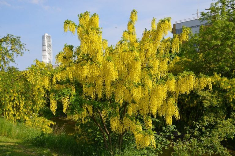 Laburnum x watereri ‘Vossii’ – gullregn med få fristende ertebelger