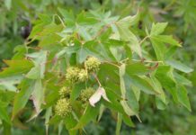 Liquidambar styraciflua – trær med duftende «sweetgum»