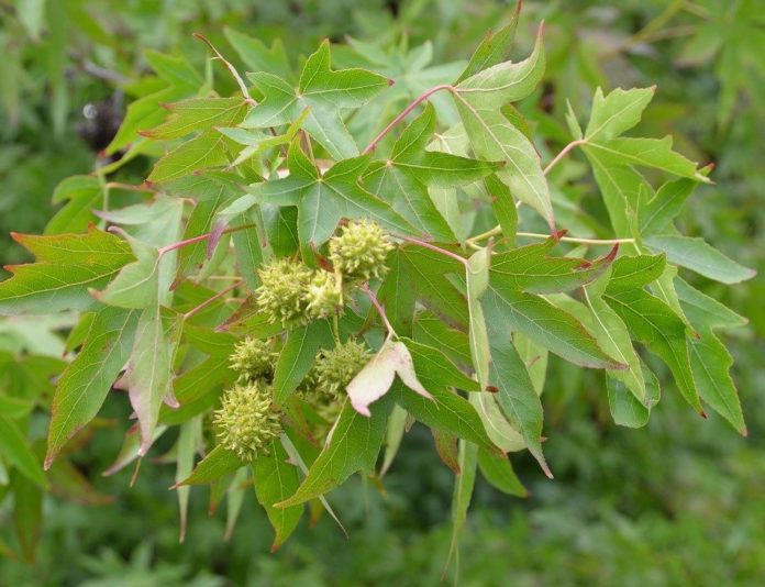 Liquidambar_styraciflua_frukt_Cambridge1just+