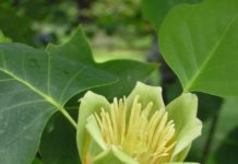 Liriodendron tulipifera – en magnolia-slektning med tulipanlike blomster