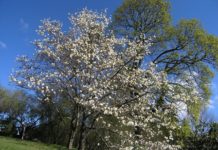 Magnolia kobus var. borealis – trær med praktfull vårblomstring