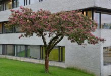Malus cvv. – fargesterke kultivarer av prydeple