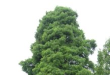 Metasequoia glyptostroboides – en interessant overlever fra fortiden