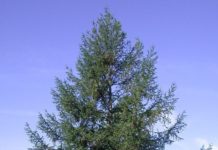 Larix kaempferi – bladfellende bartrær med lysegrønne nåler