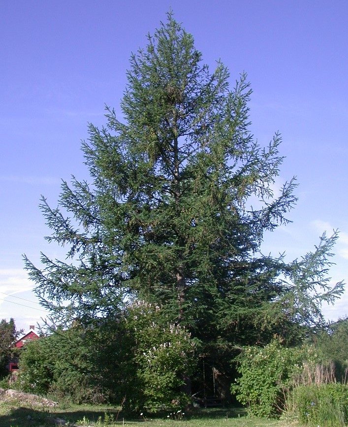 Larix kaempferi – bladfellende bartrær med lysegrønne nåler