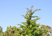 Parrotia persica – papegøyetreet som fikk navn ved en blunder