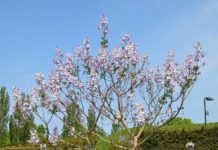 Paulownia tomentosa – med spektakulære blomster, men svært frostfølsom