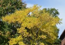 Phellodendron amurense – et vinterherdig korktre fra Øst-Asia