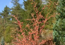 Photinia villosa – anonym om sommeren, prydelig om høsten