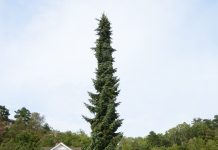 Picea omorika – slank gran med fint fargespill