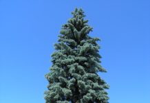 Picea pungens – en vintersterk gran med stive, blå nåler