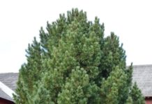 Pinus sibirica – en tettvokst furu fra Sibir