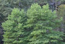 Platanus x hispanica – et bytre for den dristige planlegger