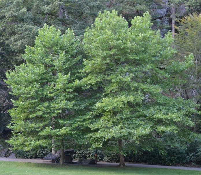 Platanus_hispanica(x)_50cm_stdiam_th_Kristiansandjust+