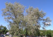 Populus alba – sølvpoppel må brukes med forsiktighet