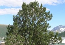 Populus balsamifera og P. trichocarpa – vårduftende giganter