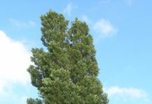 Populus nigra ’Italica’ – feilnavnet svartpoppel med slank krone