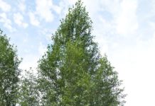 Populus simonii ’Fastigiata’ – slank kinapoppel med røde årsskudd