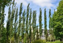 Populus tremula ’Erecta’ – et lite plasskrevende søyletre