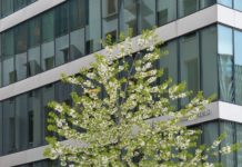 Prunus avium ’Plena’ – søtkirsebær som prydtre