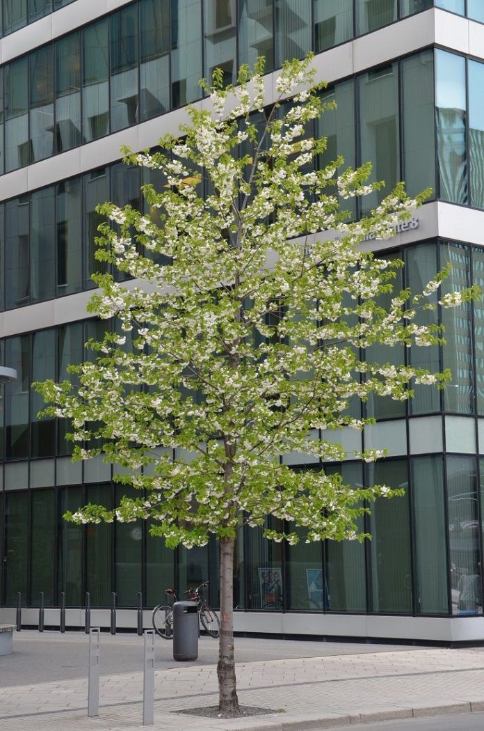 Prunus_avium_Plena_Bjørvika_Oslo2-just