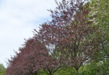Prunus cerasifera ‘Nigra’ – plomme med mørkerøde blader hele sesongen