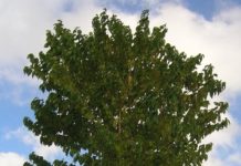 Prunus maackii – vinterherdig hegg med dekorativ stammebark