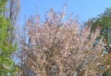 Prunus sargentii – vårens rosa blomstersky fra Øst-Asia