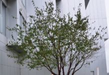 Prunus serrula – med stammebarken som hovedprydverdi