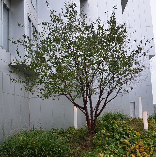 Prunus_serrula_København2-juster