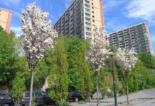 Prunus serrulata ’Amanogawa’ – en søyle med rosahvite blomster
