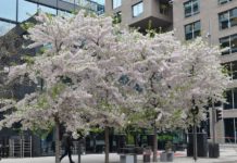 Prunus x yedoënsis – blomsterskyer fra Japan