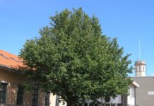 Pyrus communis – pæretrær til pryd og nytte