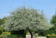 Pyrus salicifolia – et lite tre med sølvgrå blader