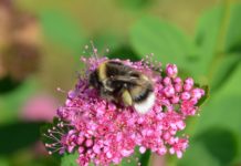 FAGUS vinterkonferanse: Insekter og grønne områder